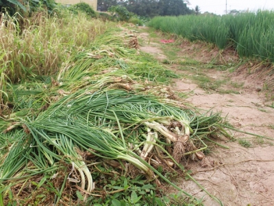 Hành lá rẻ như cho, bán 3 kg không mua nổi 1 cốc trà đá: Dân nhổ, vứt bỏ